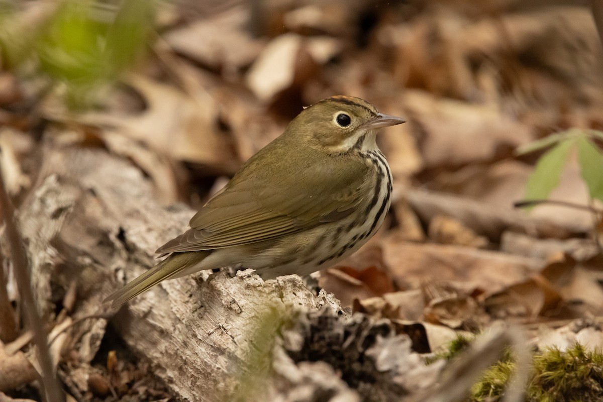 Ovenbird - Keith Leonard