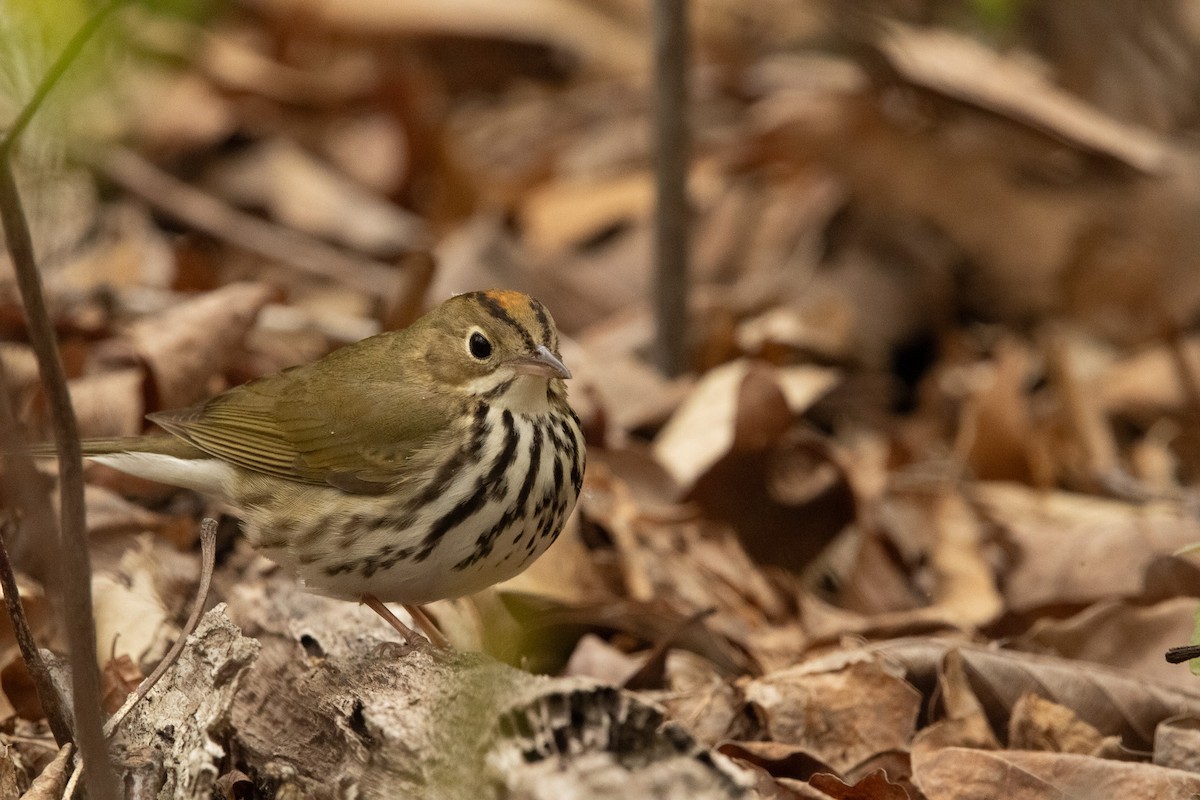 Ovenbird - Keith Leonard