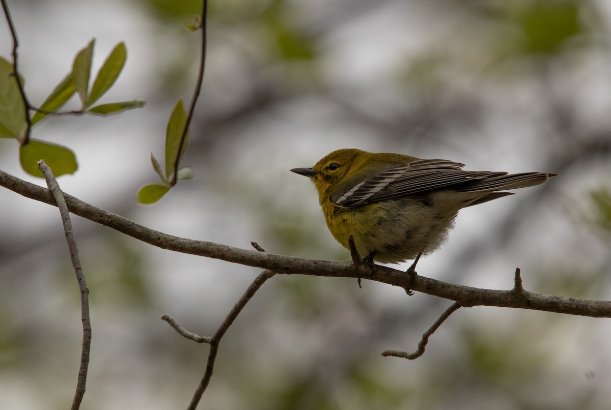 Pine Warbler - ML618422978