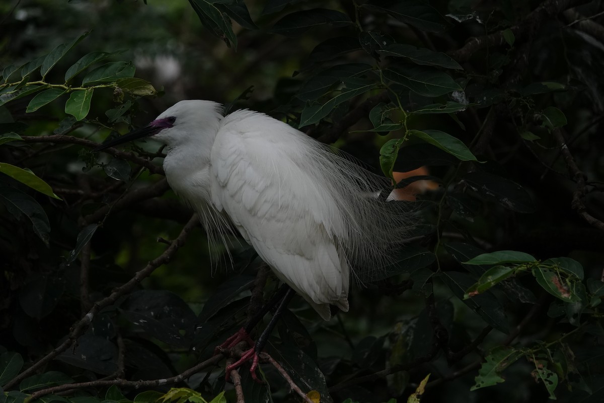 Little Egret - Chao-Ju Su