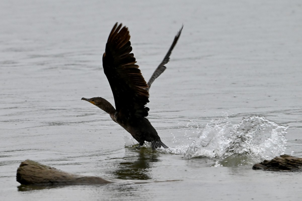 Double-crested Cormorant - Mike Saccone