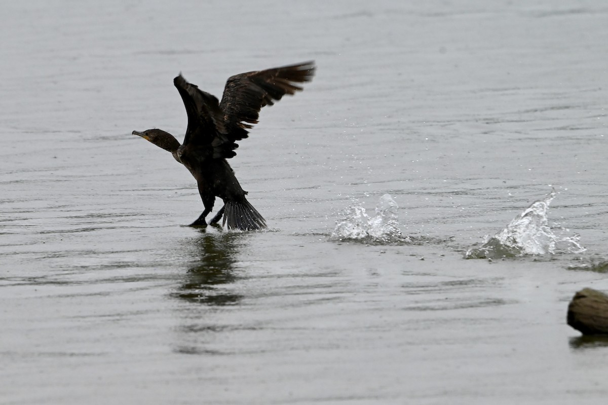 Double-crested Cormorant - Mike Saccone