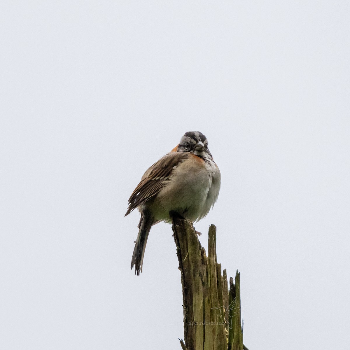 Rufous-collared Sparrow - ML618422996