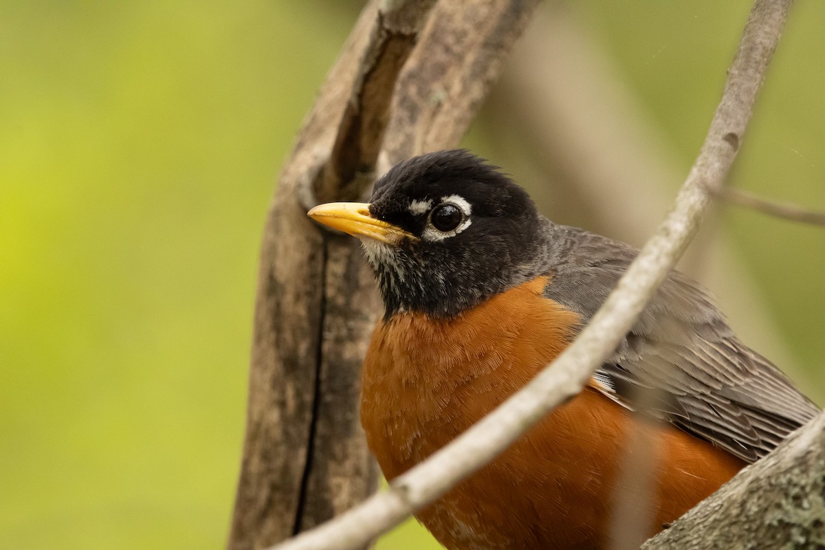 American Robin - Keith Leonard