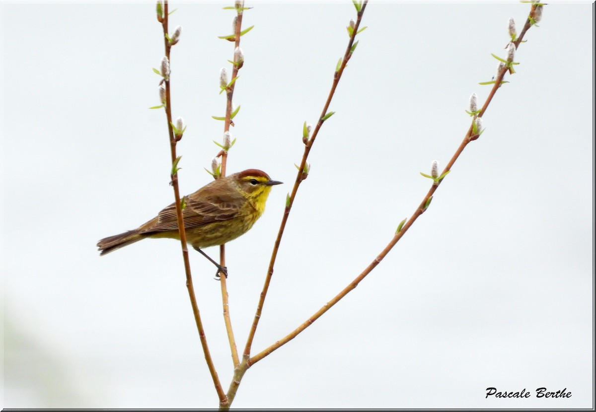 Palm Warbler - ML618423011