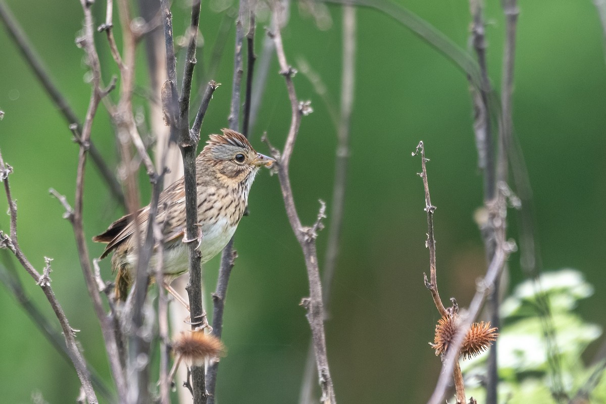 Lincoln's Sparrow - ML618423012