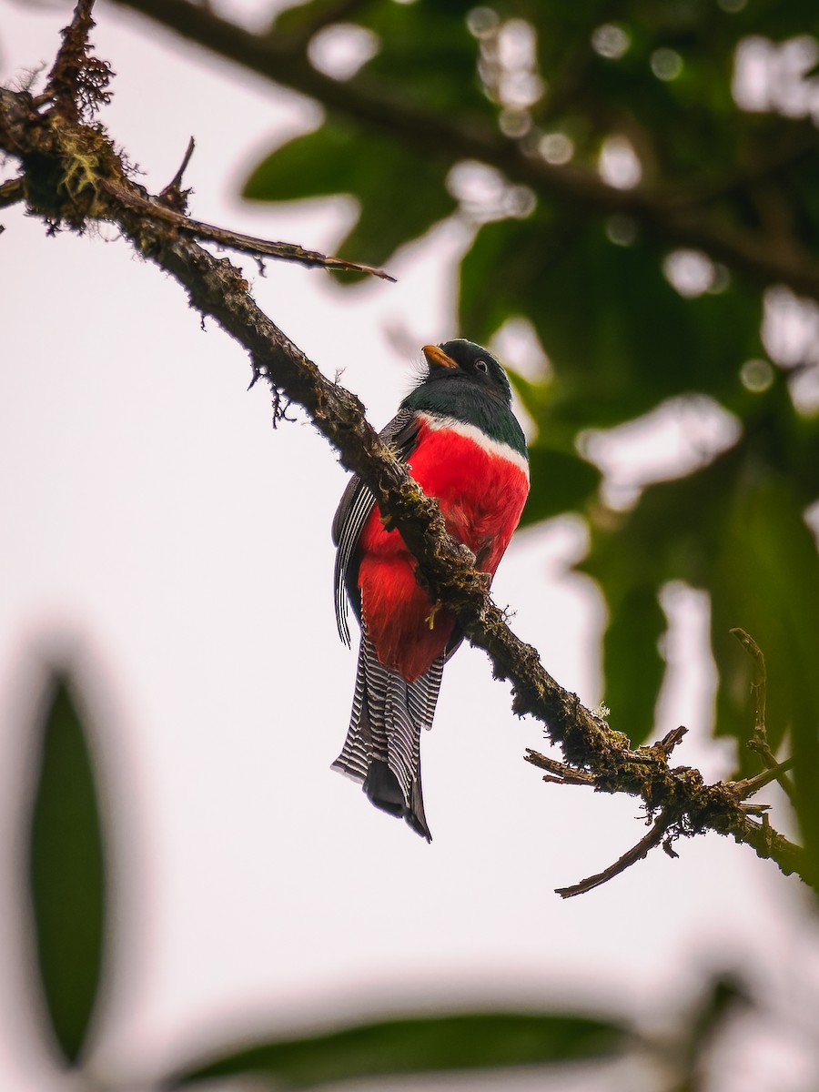 Collared Trogon - Deborah Berlyne