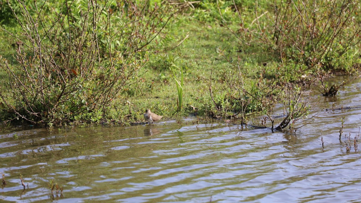 Common Sandpiper - ML618423109