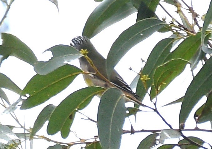 Streifenpanthervogel (ornatus) - ML618423133