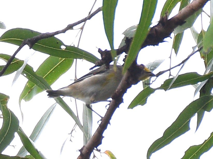 Striated Pardalote (Eastern) - ML618423134