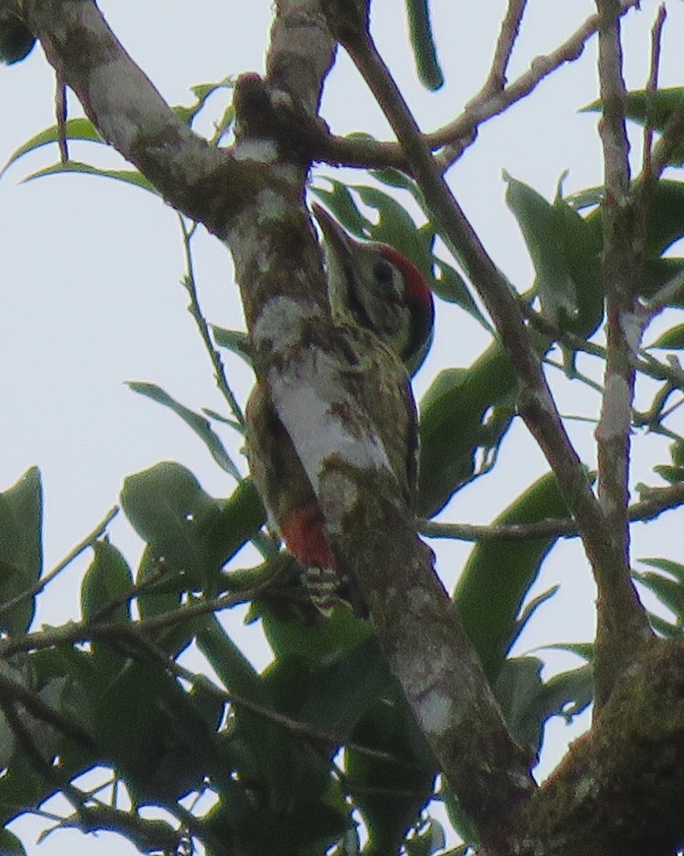 Stripe-breasted Woodpecker - Bram Piot
