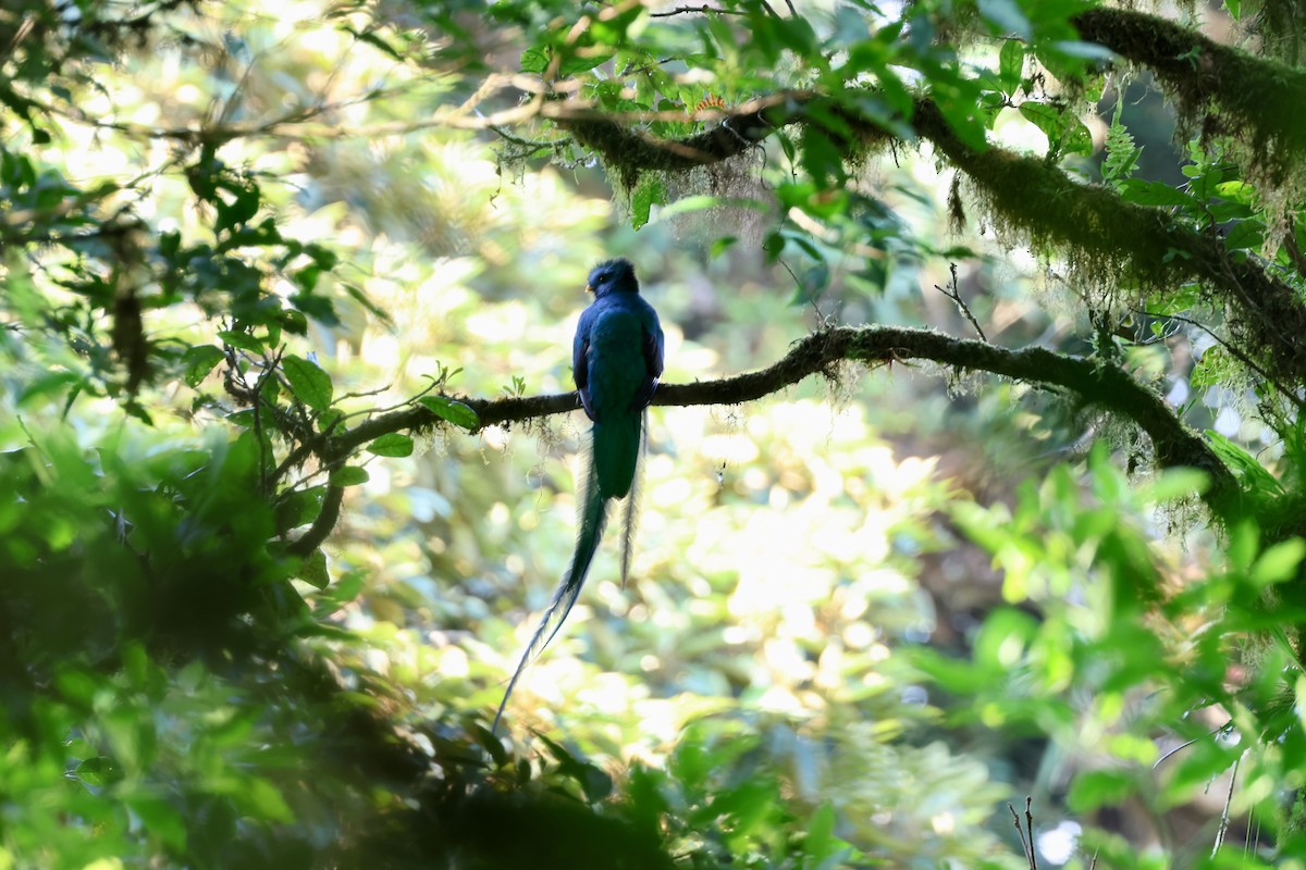 Resplendent Quetzal - Olivier Langrand