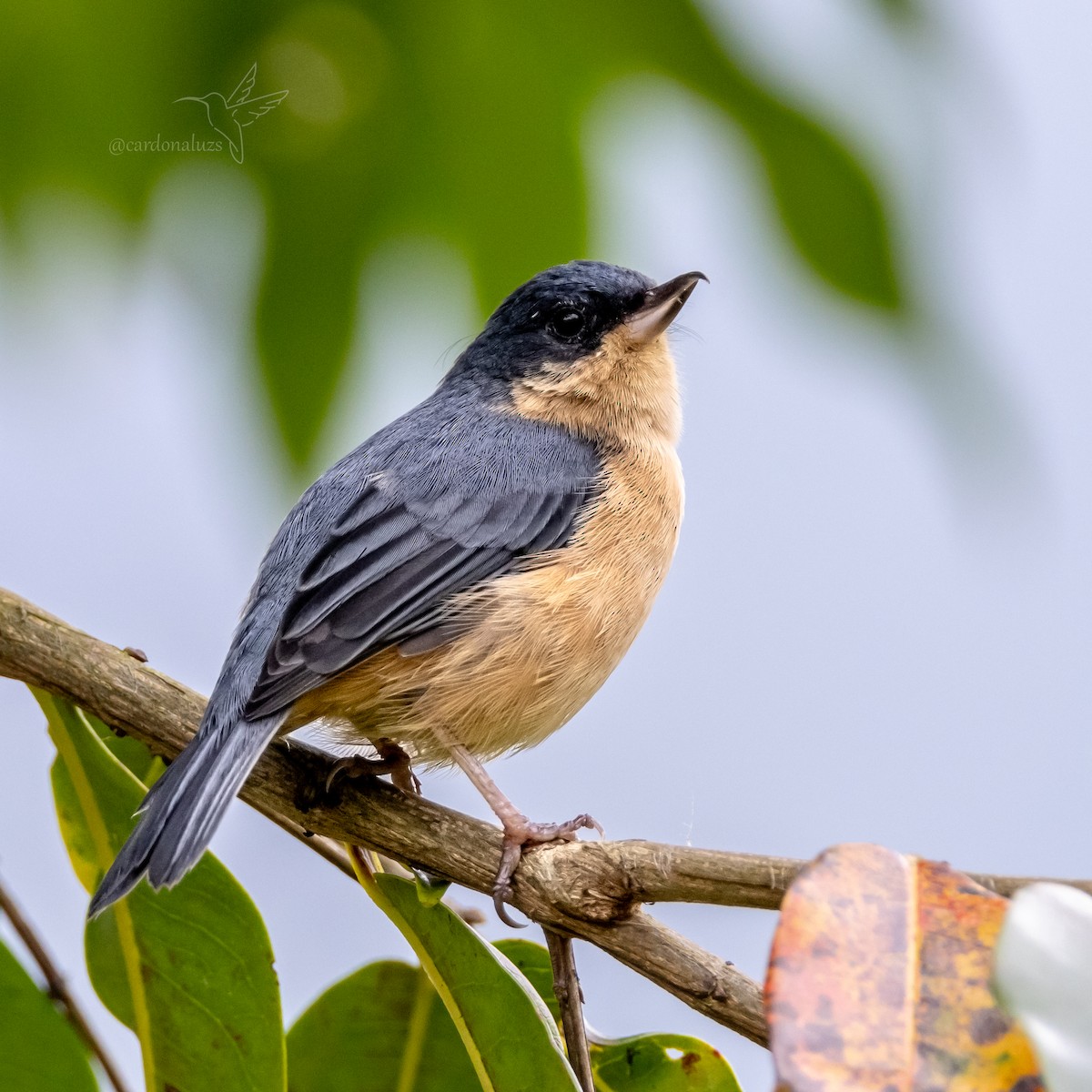 Rusty Flowerpiercer - ML618423160