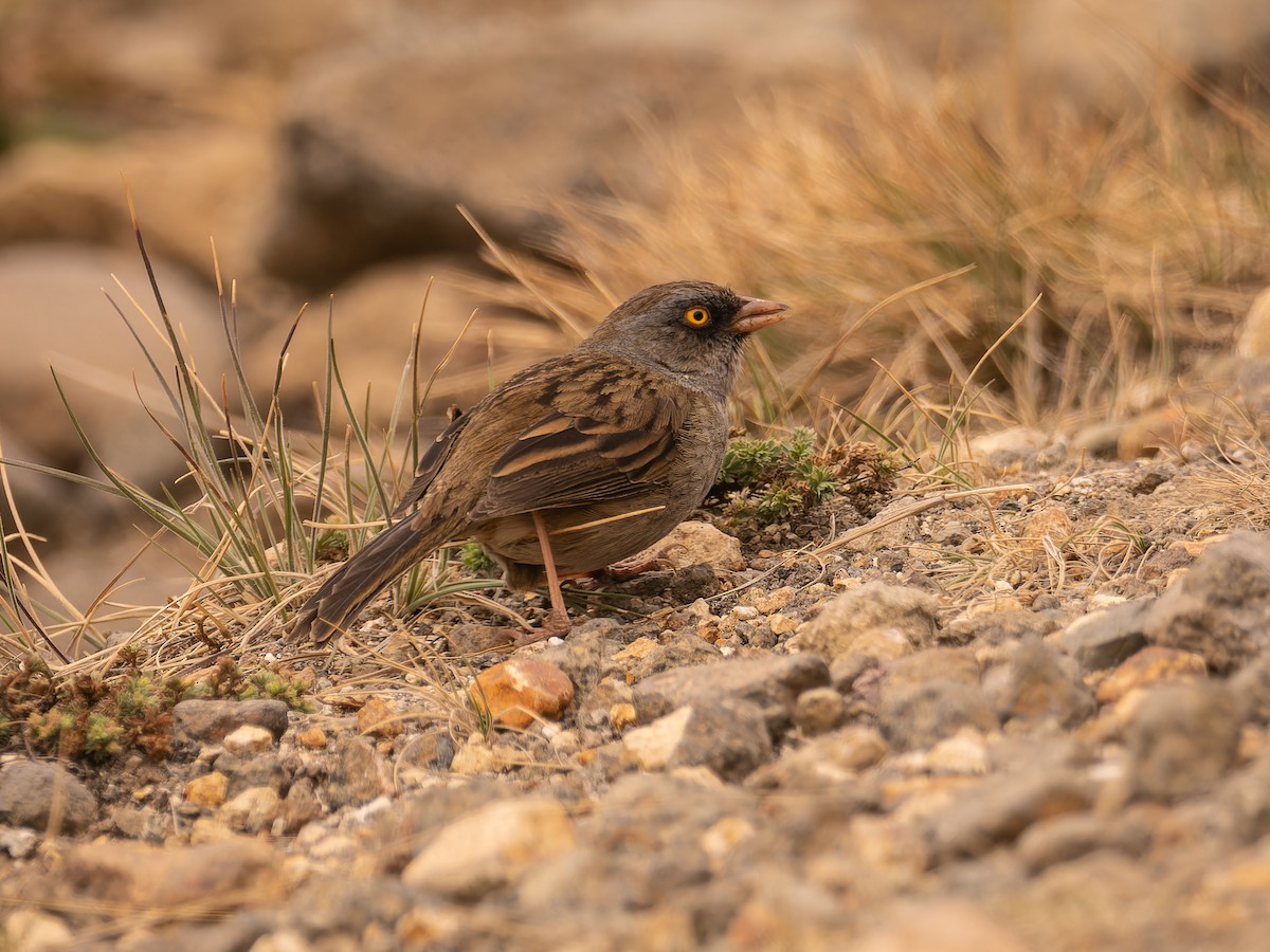 Volcano Junco - ML618423162