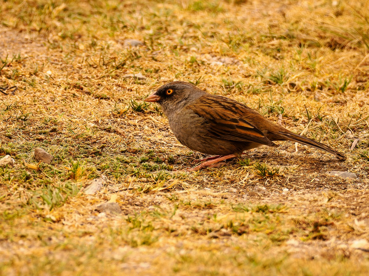 Volcano Junco - ML618423167