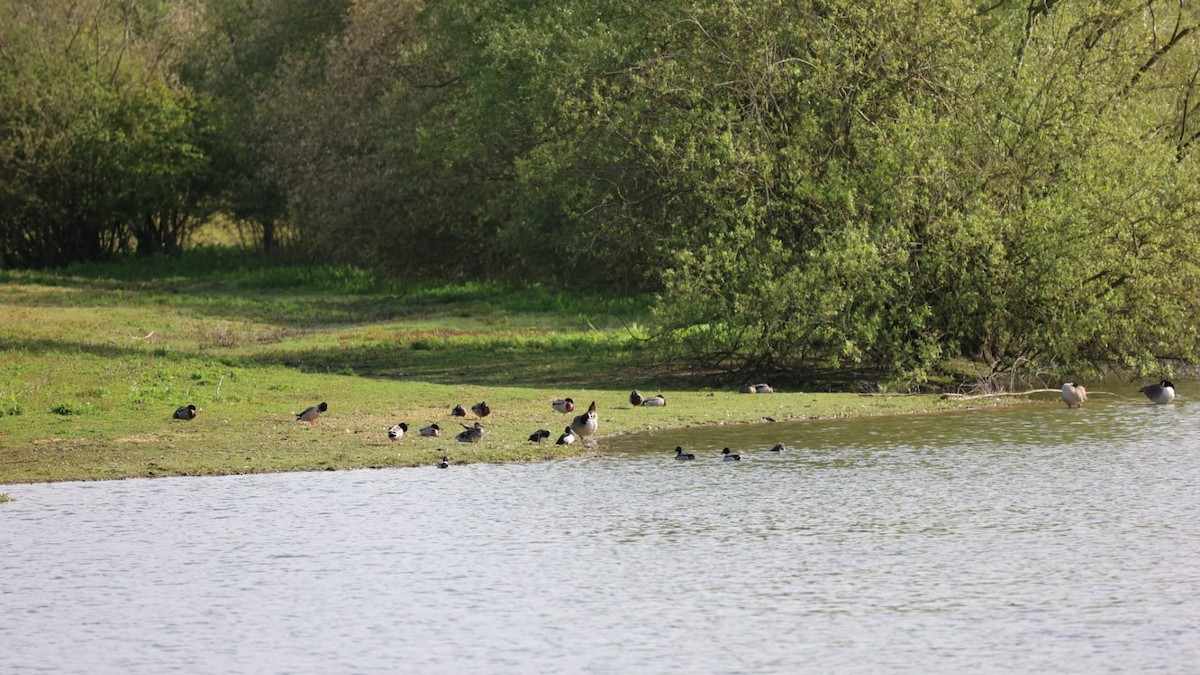 Tufted Duck - ML618423169