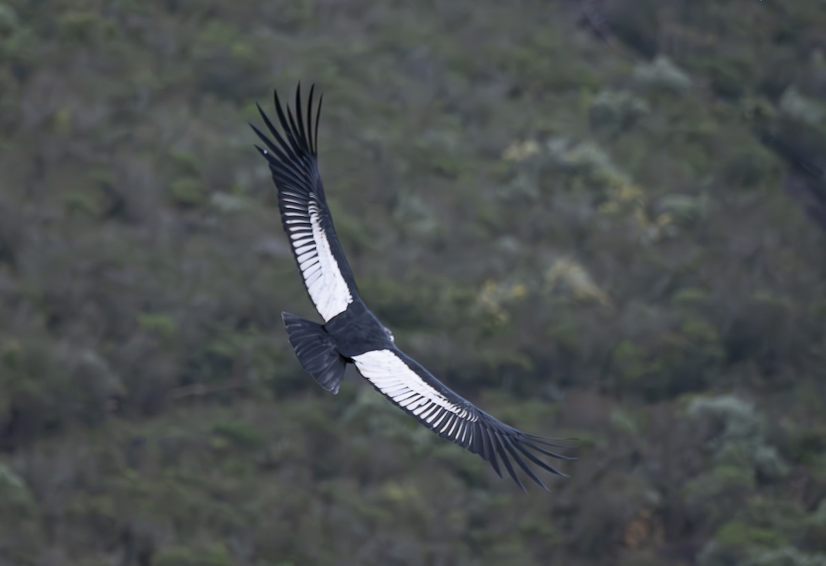 Andean Condor - ML618423182