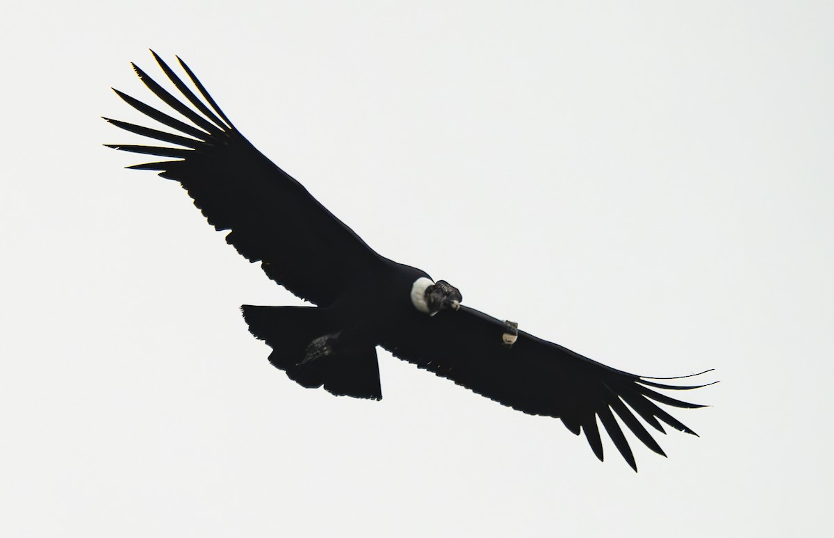 Condor des Andes - ML618423183