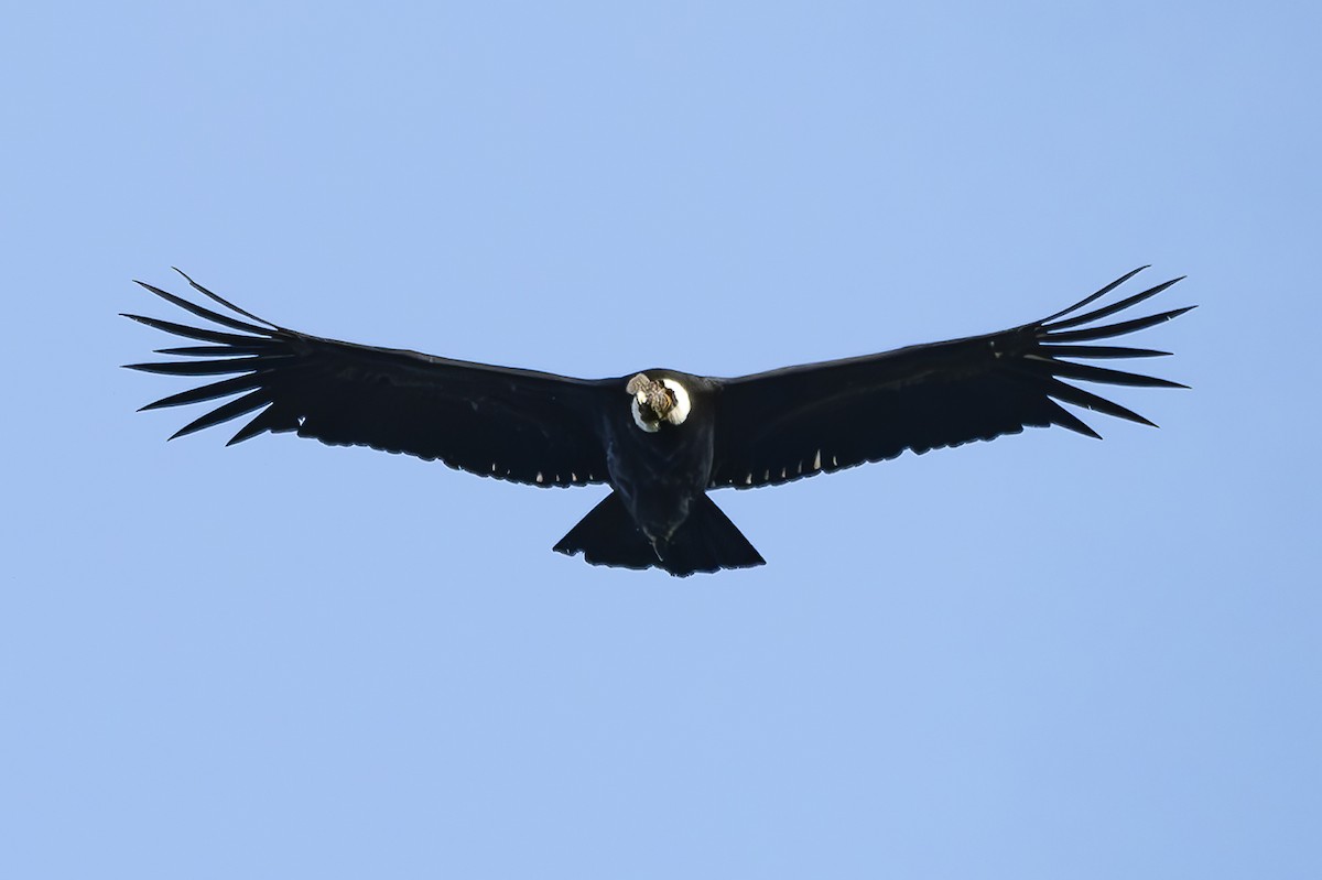 Condor des Andes - ML618423184