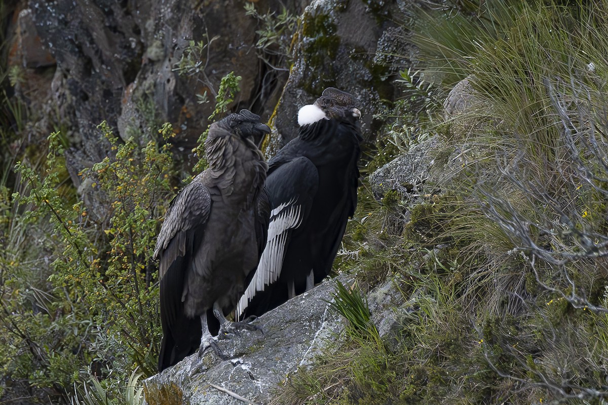 Andean Condor - ML618423186