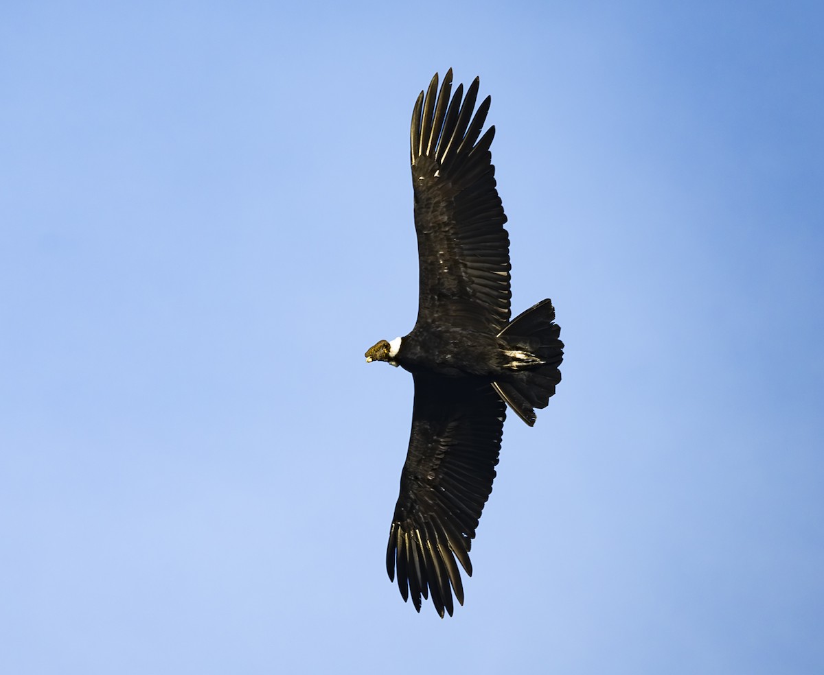 Andean Condor - ML618423187