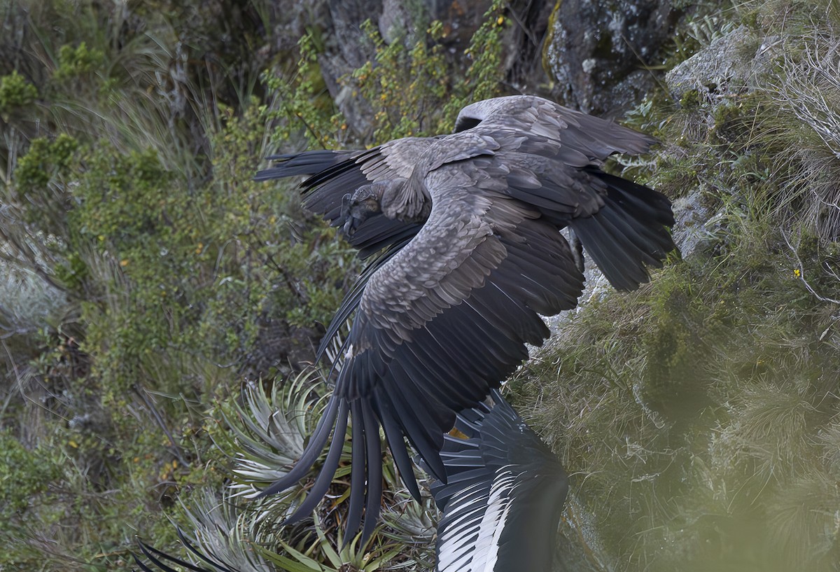 Condor des Andes - ML618423188