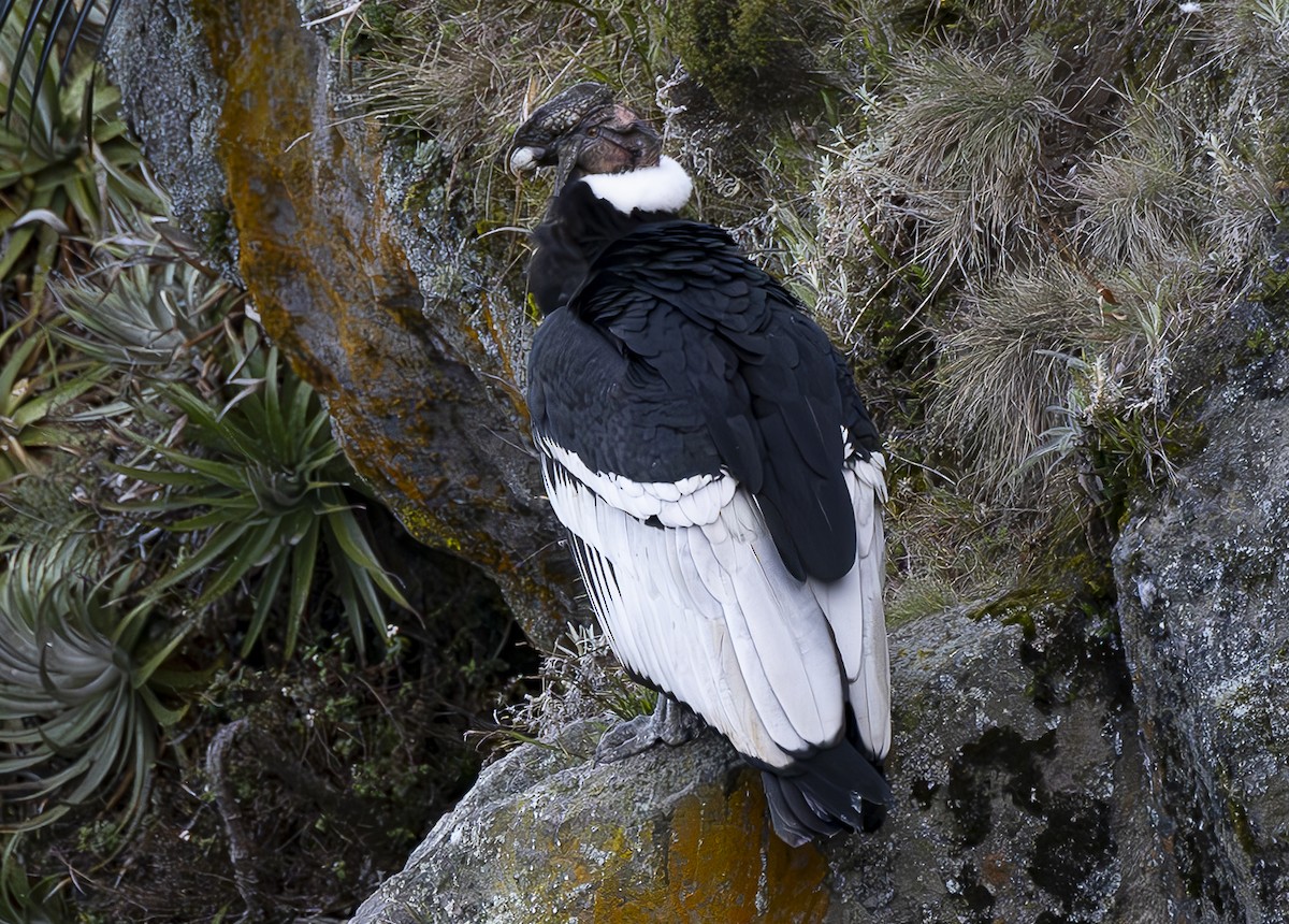 Condor des Andes - ML618423189