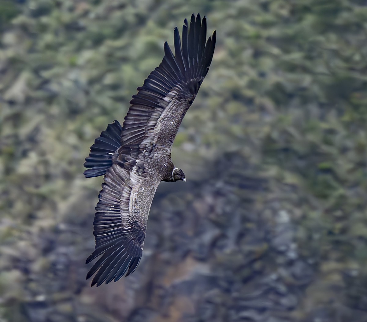 Andean Condor - ML618423190
