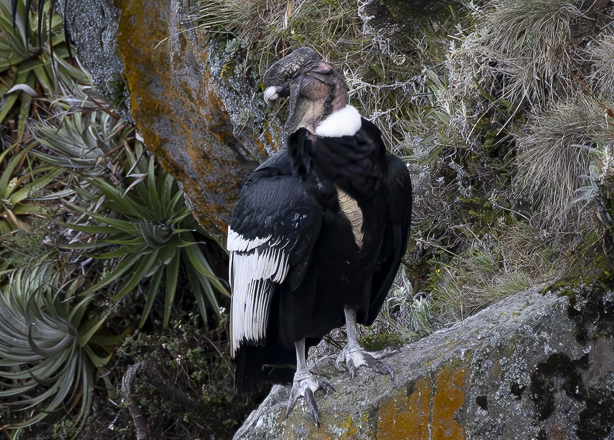 Condor des Andes - ML618423191
