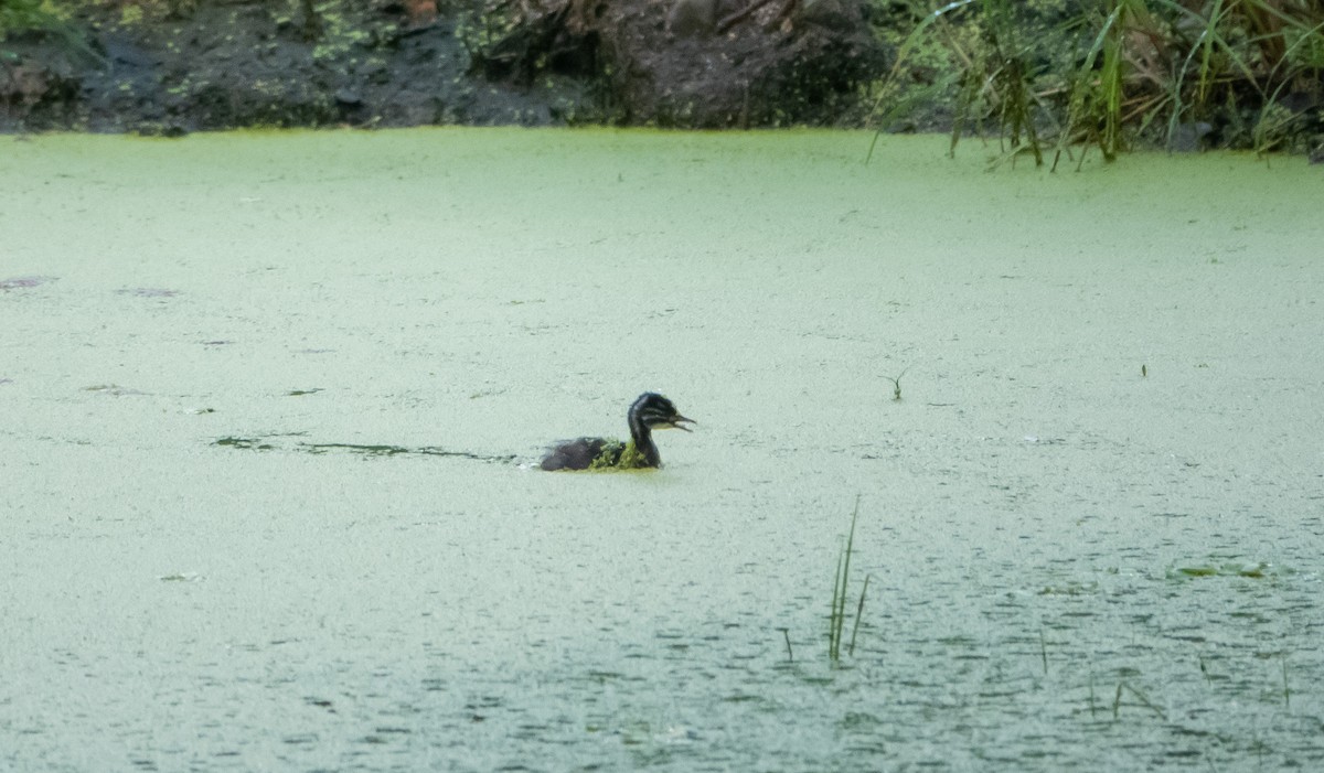 Least Grebe - Laura Voight