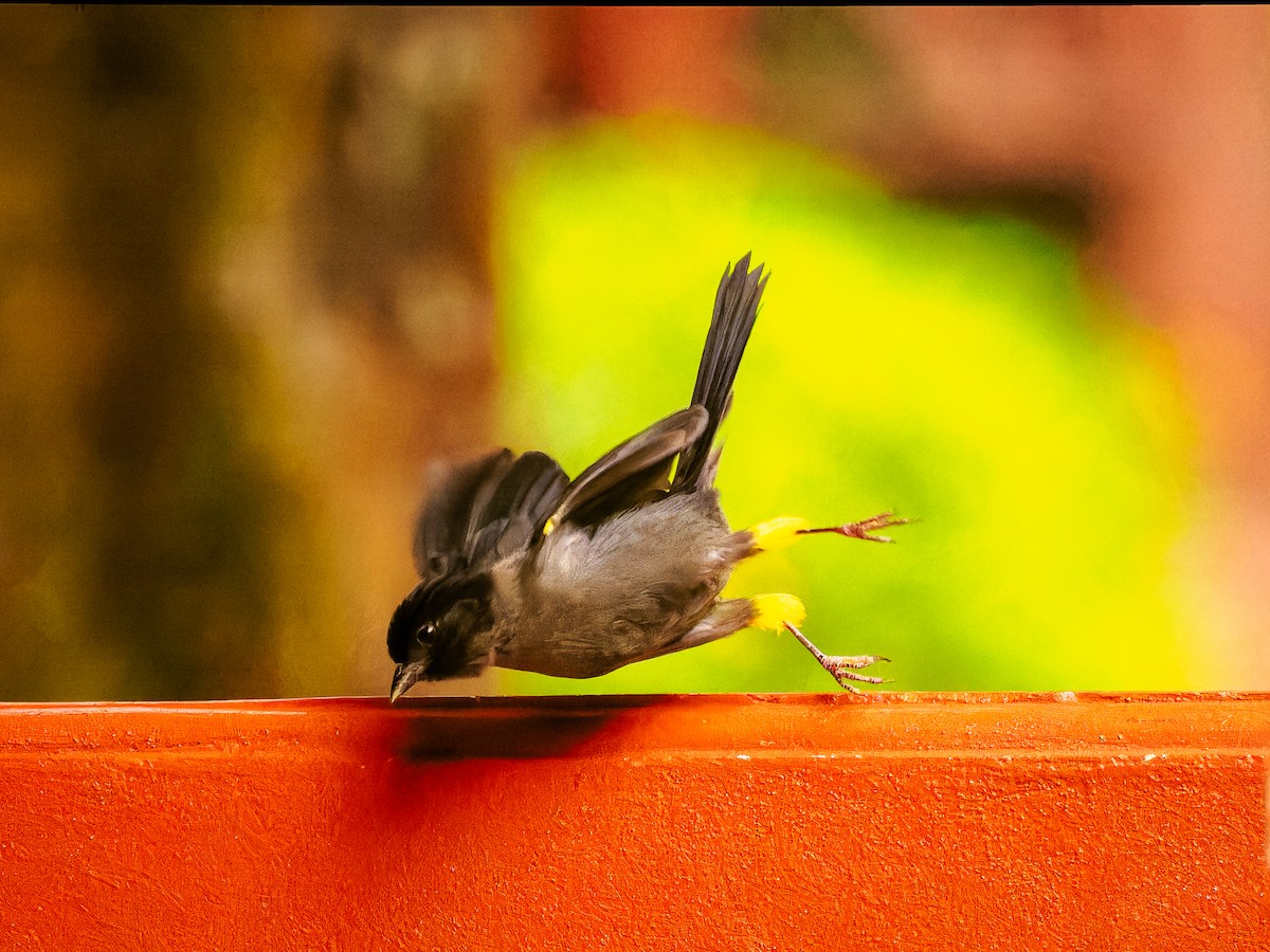 Yellow-thighed Brushfinch - Deborah Berlyne