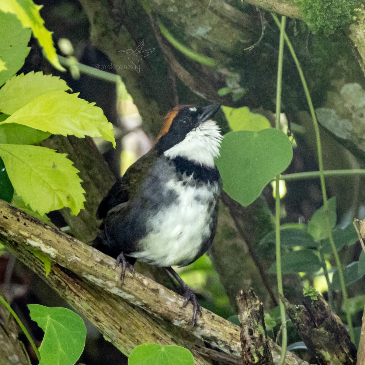 クリボウシヤブシトド - ML618423224