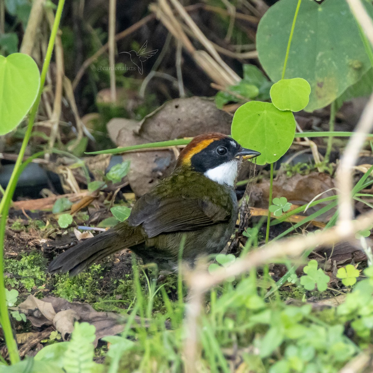 Chestnut-capped Brushfinch - ML618423225