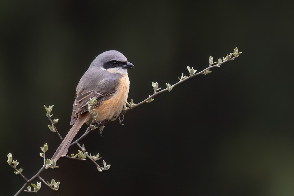 Gray-backed Shrike - ML618423239