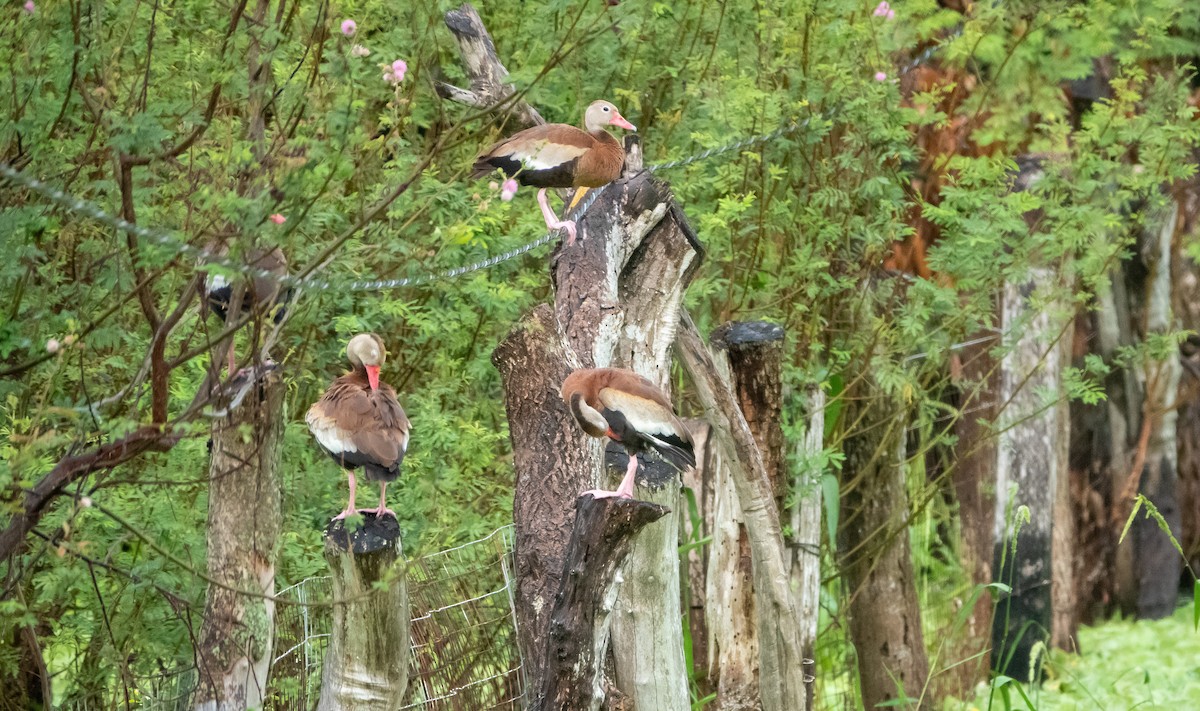 Black-bellied Whistling-Duck - Laura Voight