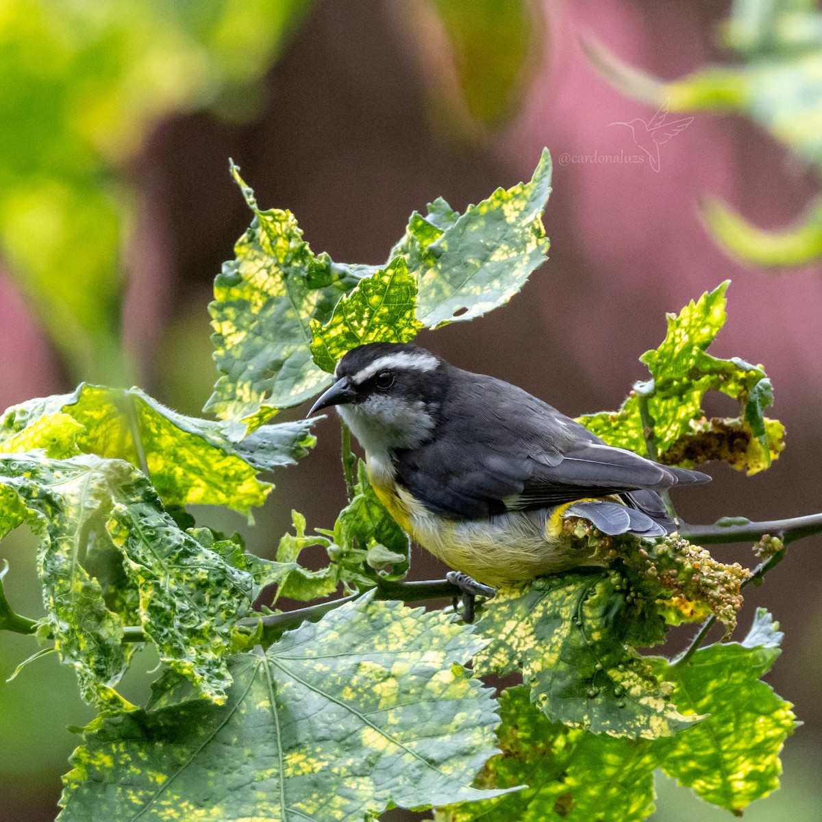 Bananaquit - ML618423277