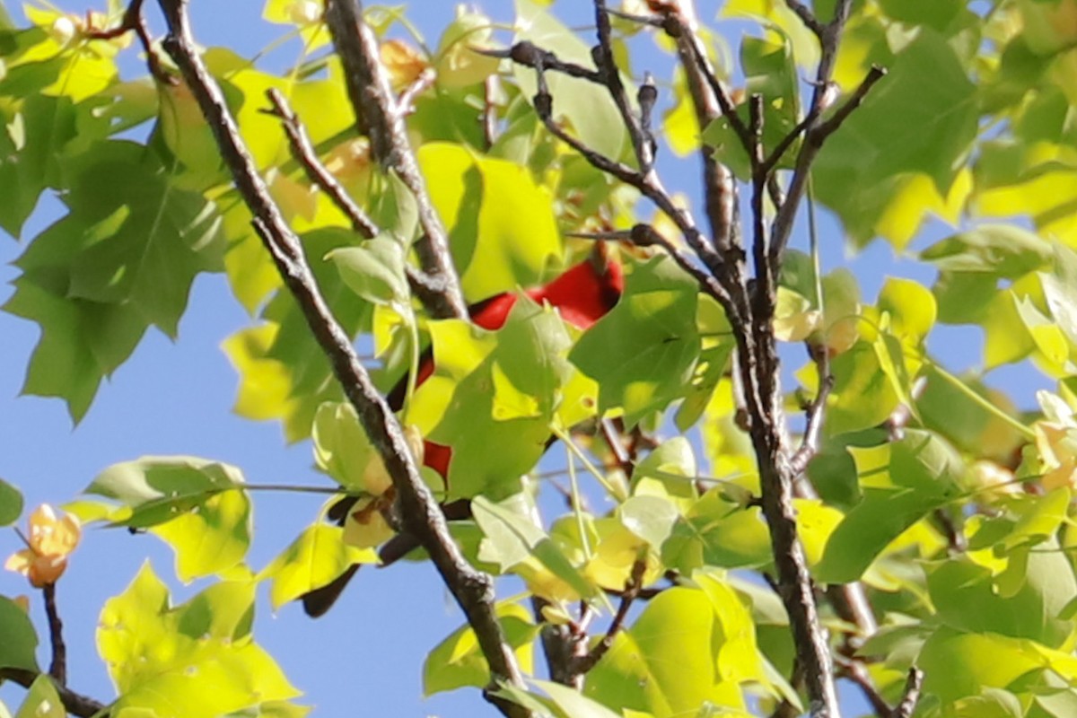 Scarlet Tanager - Debra Rittelmann