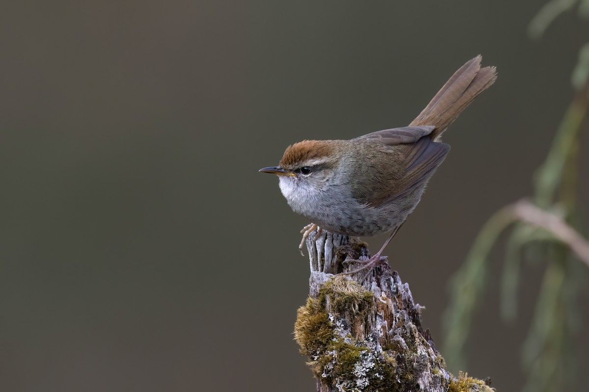 Gray-sided Bush Warbler - ML618423316