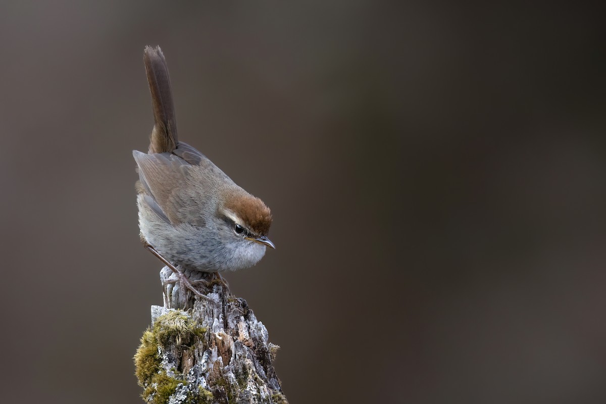 Gray-sided Bush Warbler - ML618423318