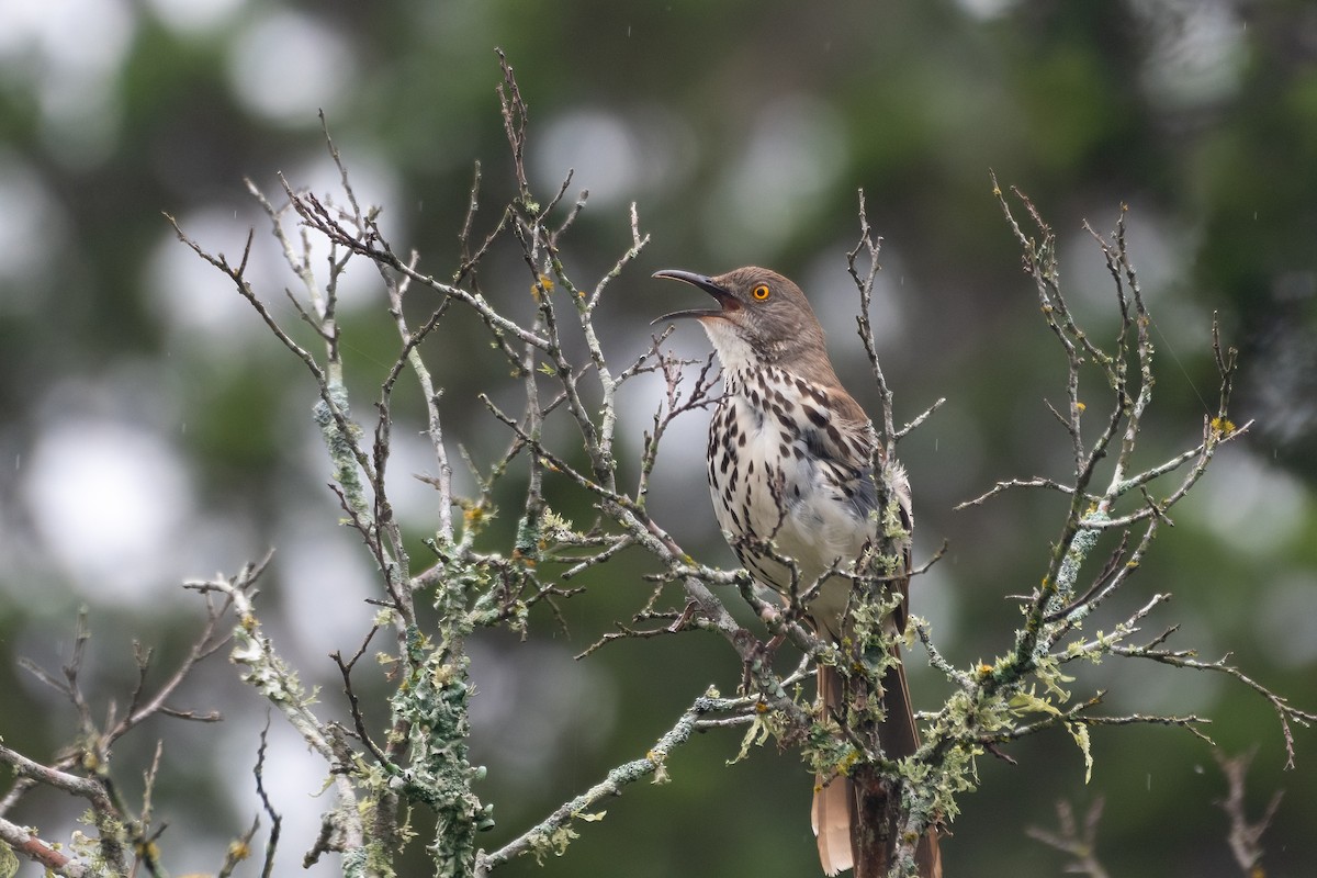 Long-billed Thrasher - Michael Herrera