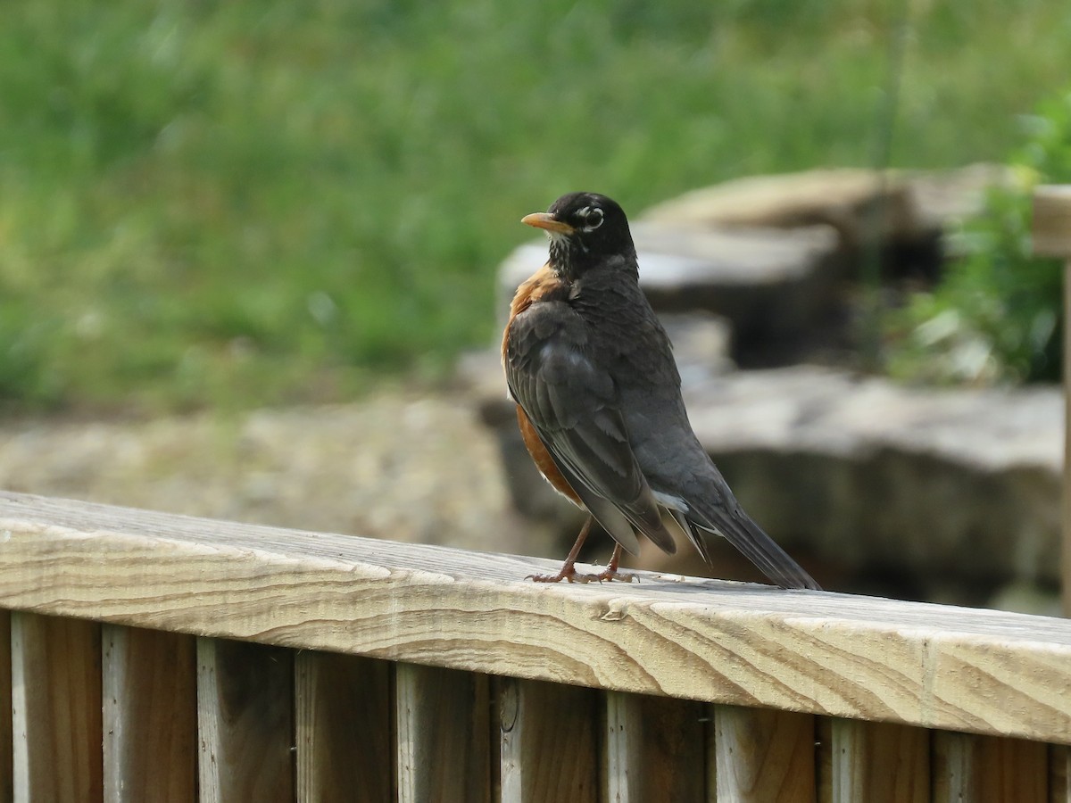 American Robin - ML618423336