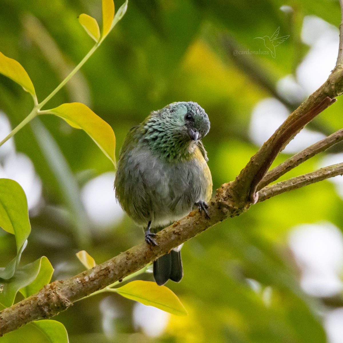 Black-capped Tanager - ML618423337