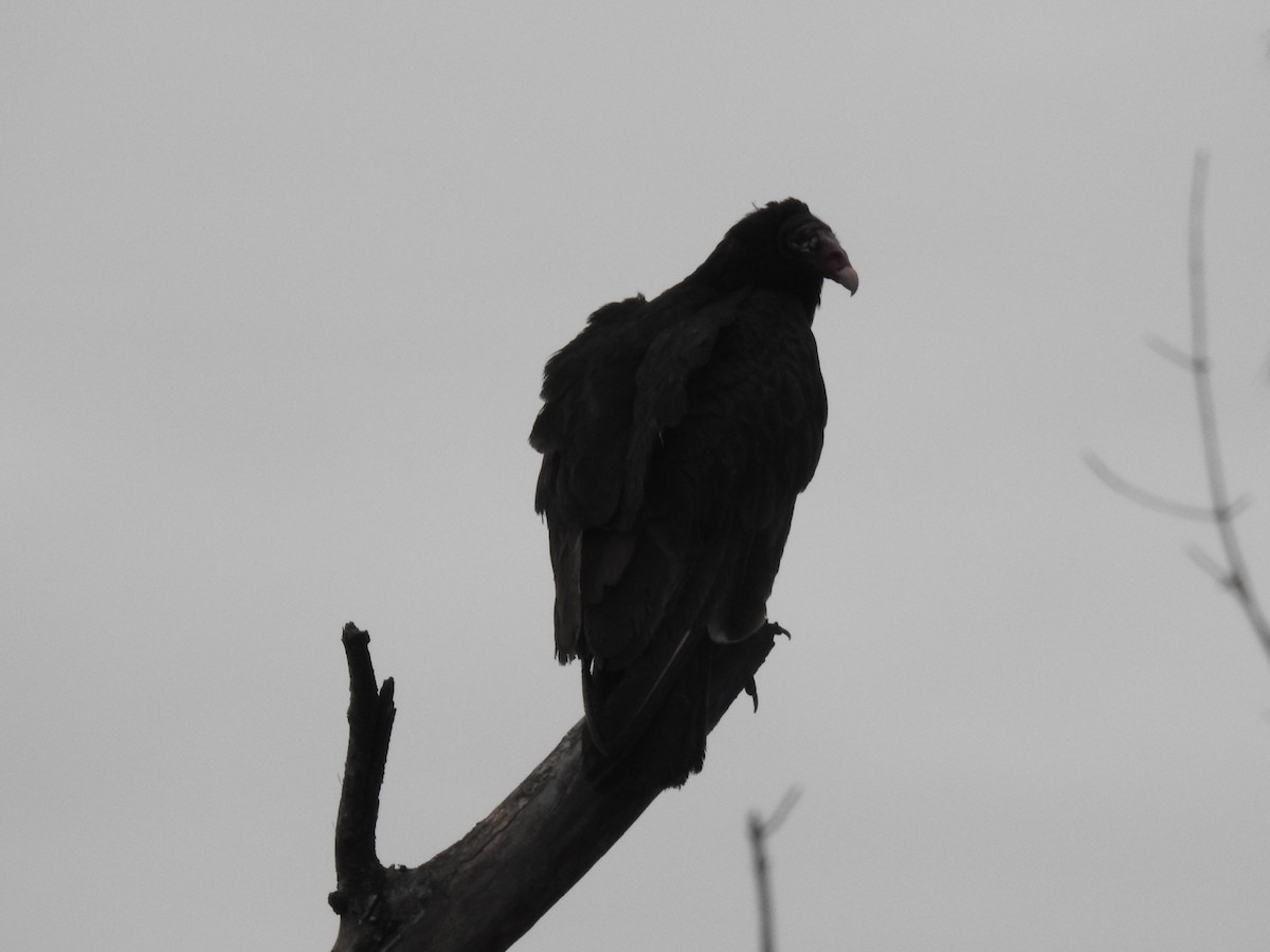 Turkey Vulture - ML618423348