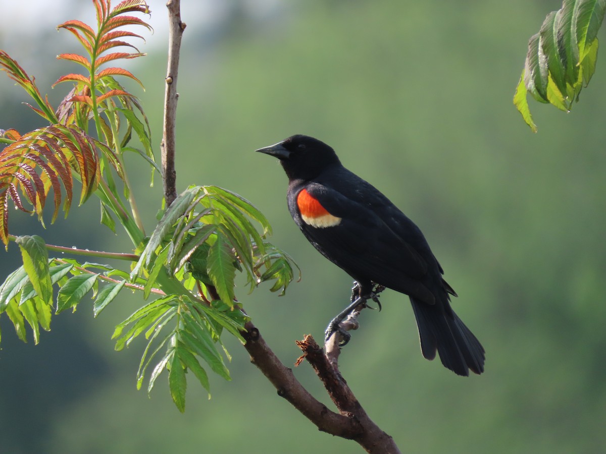 Red-winged Blackbird - ML618423351