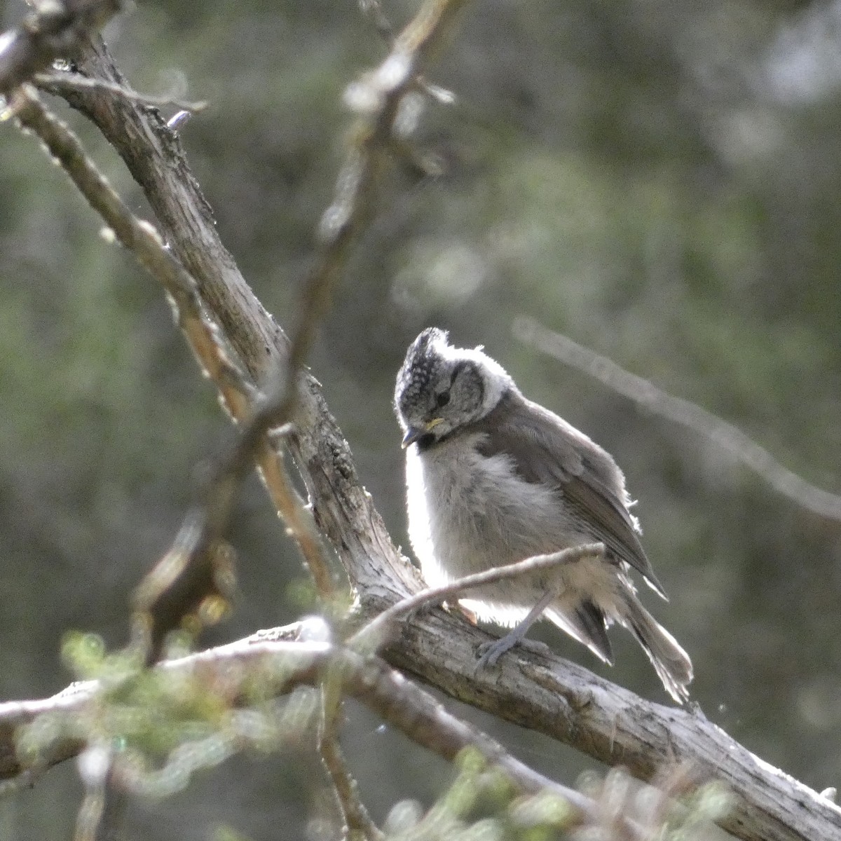 Crested Tit - ML618423361