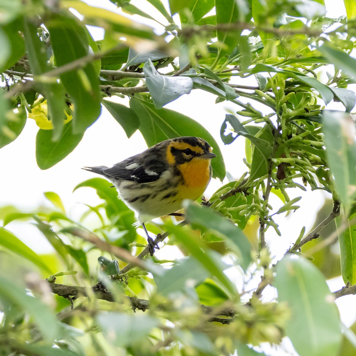 Blackburnian Warbler - ML618423362