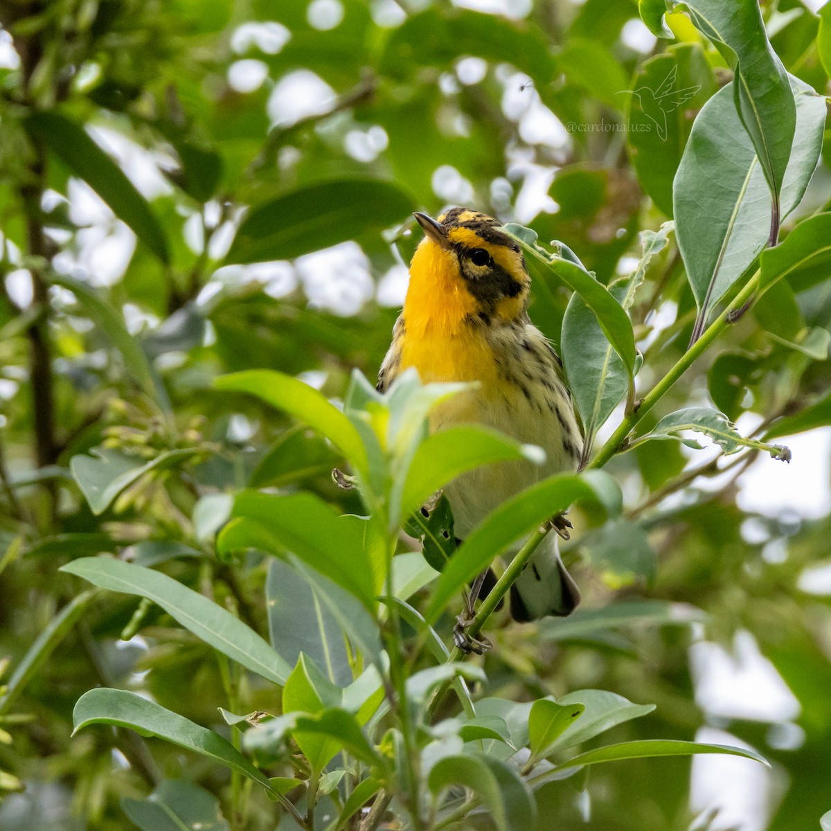 Blackburnian Warbler - ML618423363