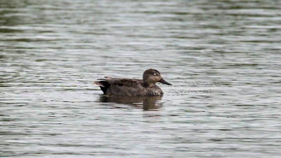 Gadwall - ML618423365