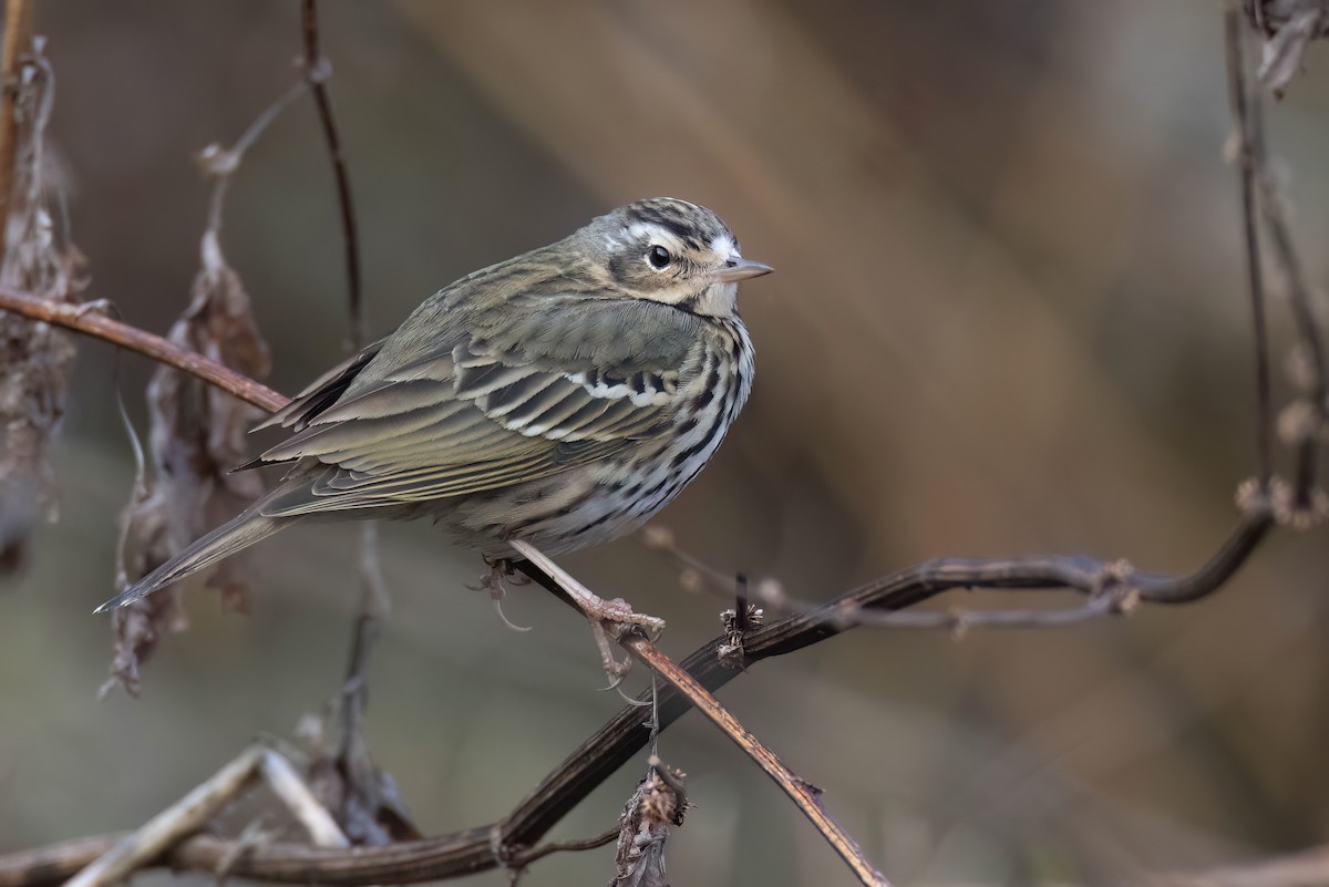 Olive-backed Pipit - ML618423372