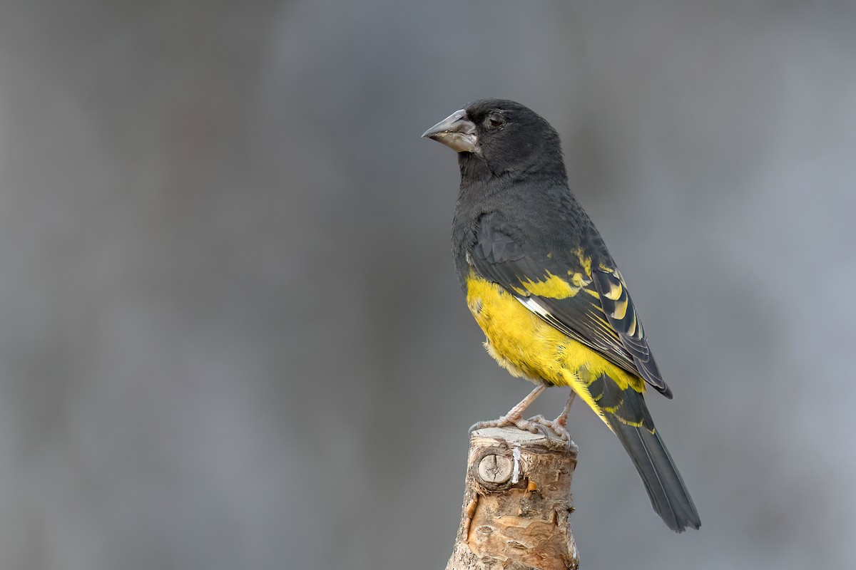 White-winged Grosbeak - Chris Venetz | Ornis Birding Expeditions